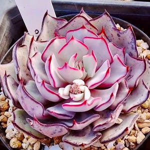 Op de afbeelding: Een vetplant met dikke, vlezige bladeren in een rozetvorm. De bladeren zijn bleekwit met opvallende, fel magenta-rode randen en subtiele paarse spikkels. Een klein wit plantenlabel is zichtbaar in de potgrond.