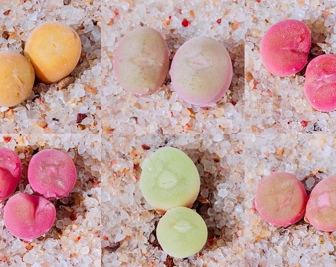 10 Seeds Conophytum concavum, sweet white flowers Rare Succulent Seed Pink Succulents Meaty Plants Living stone
