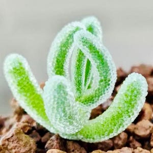 10 Seeds drosanthemum floribundum Diamond Very Rare Succulent Seed Pink Succulents Meaty Plants