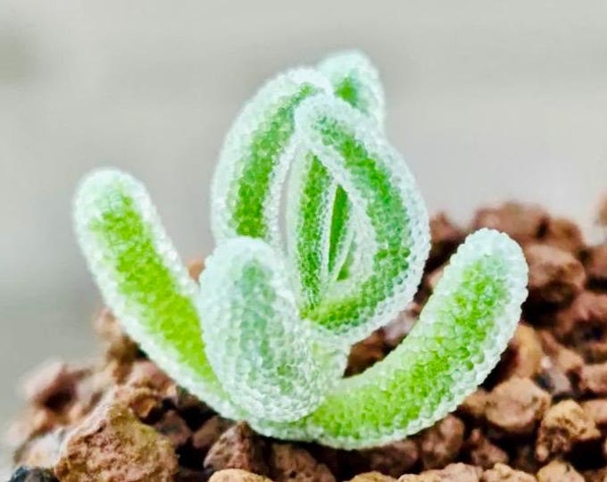 10 Seeds drosanthemum floribundum Diamond Very Rare Succulent Seed Pink Succulents Meaty Plants
