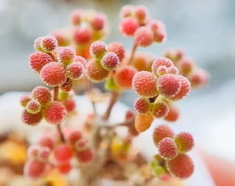 Drosanthemum sp 6 k sw Kliprand (rice gram) 10 seeds Succulents seed