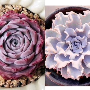 10 Samen Echeveria hyaliana X &#39;White Madiba / Crispate Beauty&#39; Neue Hybride seltene Sukkulentensamen Sukkulenten Fleischpflanzen