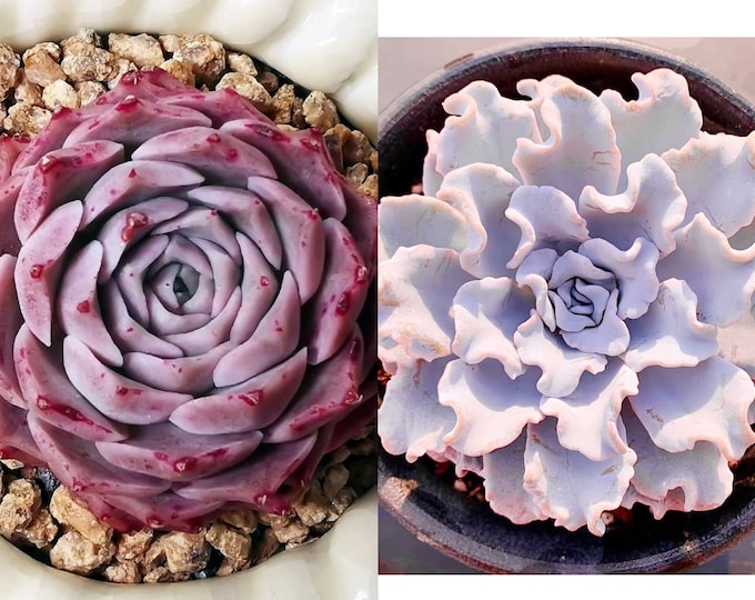 10 Seeds Echeveria hyaliana X ‘White Madiba/ Crispate Beauty’ New hybrid Rare Succulent Seed Succulents Meaty Plants