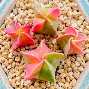サボテン　星形オレンジと緑の多肉植物 レア Rare astrophytum - Etsy 日本