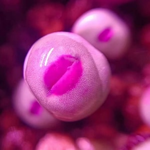 May include: Close-up of several small, round, light pink objects with a bright pink interior. The objects have a textured surface and are set against a blurred, dark pink background. The image is brightly lit.