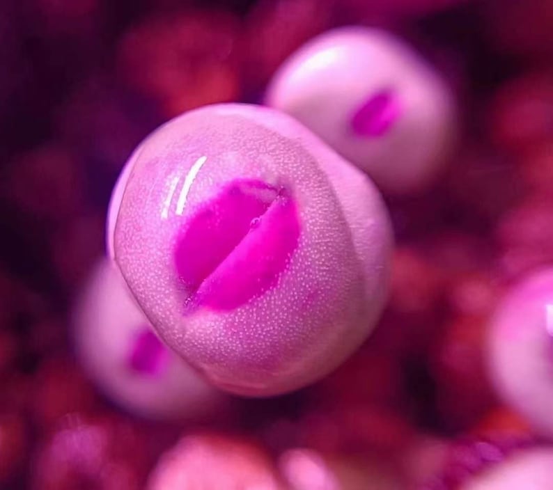 May include: Close-up of several small, round, light pink objects with a bright pink interior. The objects have a textured surface and are set against a blurred, dark pink background. The image is brightly lit.