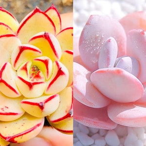 10 seeds Echeveria ‘Cinderella’ X ‘Pink laui’ NEW Hybrid Seed Rare Succulent Seeds Succulents Meaty Plants