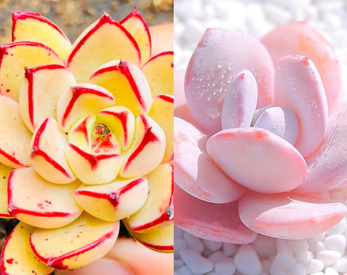 10 seeds Echeveria ‘Cinderella’ X ‘Pink laui’ NEW Hybrid Seed Rare Succulent Seeds Succulents Meaty Plants