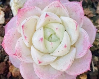 seeds succulents mix G Sukkulenten 20 Samen der Oreocereus Mischung seeds succulents mix G Sukkulenten 20 Samen der Oreocereus Mischung