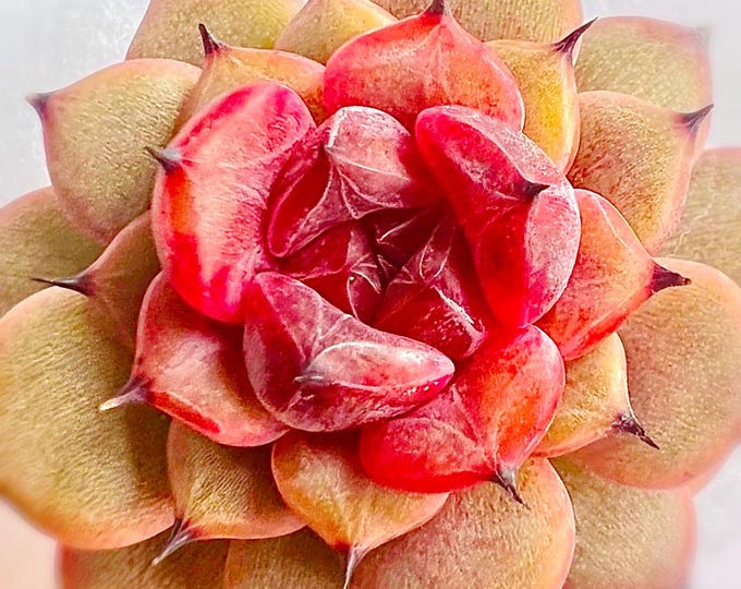 10 Seeds Echeveria 'Beast Eye' New hybrid Seed Rare Succulent Pink Purple Plant Flower Succulents Meaty Plants