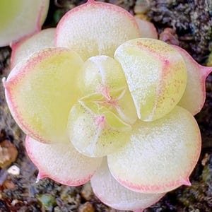 10 seeds Echeveria ‘Vanilla Dream&#39; New Hybrid Seed Rare Succulent Pink Purple Seeds Plant Flower Succulents Meaty Plants