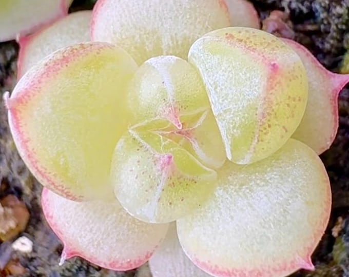10 seeds Echeveria ‘Vanilla Dream' New Hybrid Seed Rare Succulent Pink Purple Seeds Plant Flower Succulents Meaty Plants