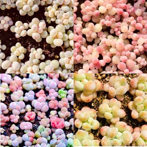 10 Seeds New Graptopetalum / Pachyphytum Hybrid MIX, Easy Rare Succulent Seed Succulents cactus meaty Plants mountain rose Seeding