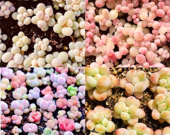 10 Seeds New Graptopetalum / Pachyphytum Hybrid MIX, Easy Rare Succulent Seed Succulents cactus meaty Plants mountain rose Seeding