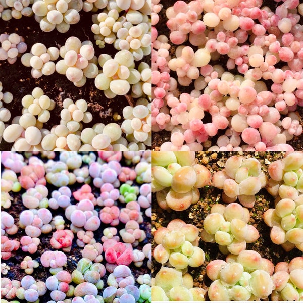 10 Seeds New Graptopetalum / Pachyphytum Hybrid MIX, Easy Rare Succulent Seed Succulents cactus meaty Plants mountain rose Seeding