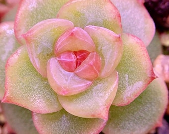 10 Semi Echeveria 'Snow Lover' ('alba beauty' hybrid sp) Raro nuovo seme succulente Piante succulente rosa Piante carnose