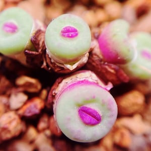 Conophytum pageae - Etsy 日本