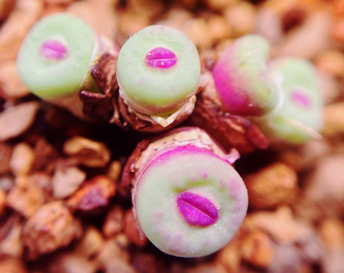 10 Seeds MIX Conophytum pageae ‘Red Lip’ sp Rare Succulent Seed Pink Succulents Meaty Plants Living stone