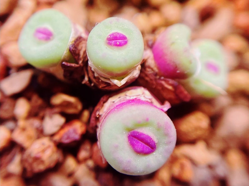 May include: Close-up of a succulent plant with light green, rounded leaves and vibrant pink centers. The plant is surrounded by small, brown pebbles, creating a natural, textured background. The succulent's unique shape and color make it a striking botanical specimen.