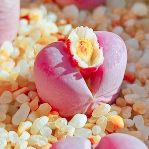 May include: Close-up of a pink Lithops plant with a white and yellow flower blooming from the split between its two fleshy leaves. The plant sits in a bed of small, light-colored pebbles, creating a natural, textured background.