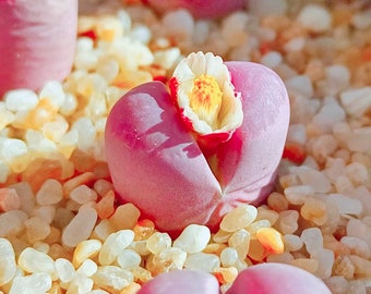 10 Seeds Lithops optica &#39;Rubra&#39; C81A Rare Succulent Seed Pink Succulents Meaty Plants Living stone