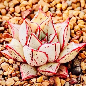 10 Semillas Echeveria purpusorum forma blanca Rara Semilla Suculenta Rosa Suculentas Plantas Carnosas