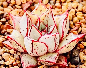 10 semi di Echeveria purpusorum forma bianca Raro seme succulento Piante grasse rosa Piante carnose