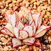 see more listings in the Amazing Echeveria section