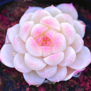 Japanese White Peach Echeveria Succulent Hybrid (10 Seeds)