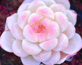 Echeveria, híbrido suculento de melocotón blanco japonés (10 semillas)