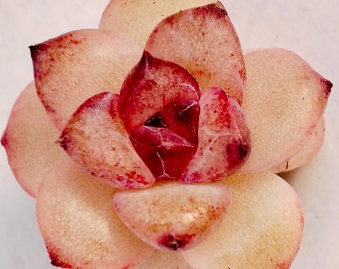 10 Seeds Echeveria Black Candy New Monroe Hybrids Succulent Seed Purple Succulents Meaty Plants