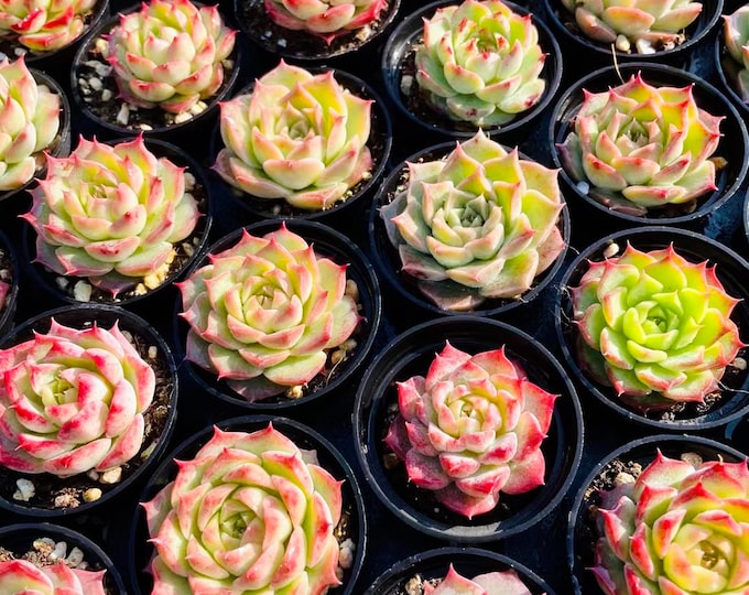 10 Seeds MIX Echeveria romeo rubin sp Hybrid Rare Succulent Seed Pink Bonsai Plant Succulents Meaty Plants