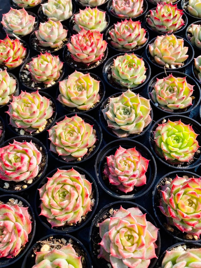 10 Seeds MIX Echeveria romeo rubin sp Hybrid Rare Succulent Seed 10 Seeds MIX Echeveria romeo rubin sp Hybrid Rare Succulent Seed