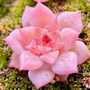 10 Seeds Echeveria Sugar Lo NEW hybrid Rare Succulent Seed Pink Succulents Meaty Plants seeds image 1