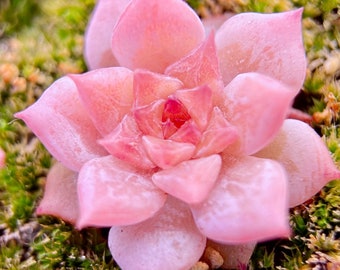 10 Semillas Echeveria 'Sugar Lo' NUEVO híbrido Semillas suculentas raras Suculentas rosadas Semillas de plantas carnosas