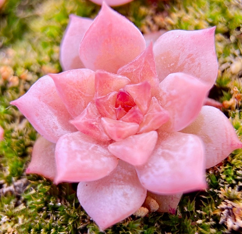 10 Seeds Echeveria Sugar Lo NEW hybrid Rare Succulent Seed Pink Succulents Meaty Plants seeds image 1