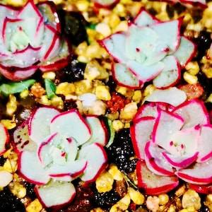 May include: Close-up of several small succulents with pale green leaves edged in bright red. The plants are surrounded by small, colorful pebbles and dark soil, creating a vibrant, textured display.