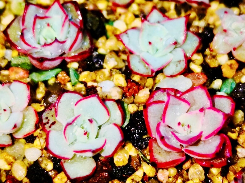 May include: Close-up of several small succulents with pale green leaves edged in bright red. The plants are surrounded by small, colorful pebbles and dark soil, creating a vibrant, textured display.