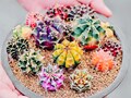 Gymnocalycium mihanovichii var. friedrichii Werder (10 SEEDS) Cactus Succulent product logo