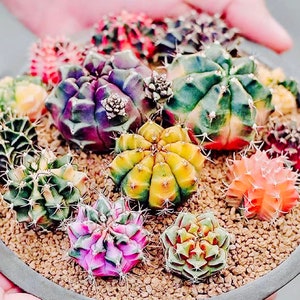 10 Seeds Gymnocalycium mihanovichii var. friedrichii Werder SEED Rare Cactus Succulent Meaty Plant