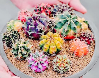 10 semi di Gymnocalycium mihanovichii var. friedrichii Werder SEME Cactus raro pianta carnosa succulenta