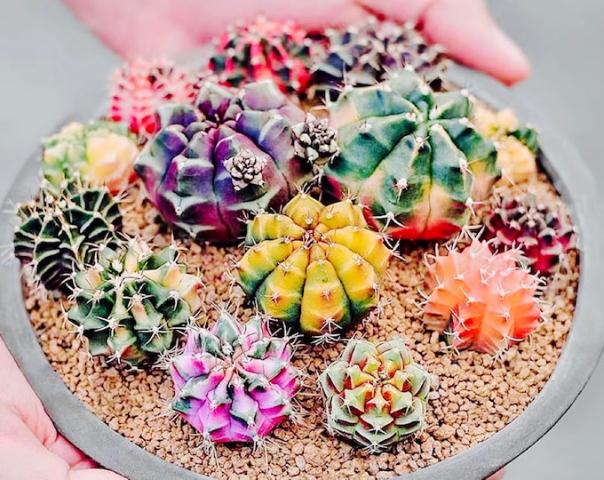 10 Seeds Gymnocalycium mihanovichii var. friedrichii Werder SEED Rare Cactus Succulent Meaty Plant