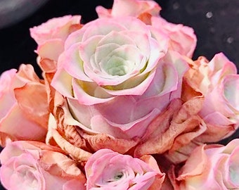 10 Seeds Greenovia aurea sp. &#39;Love Letter&#39; very Rare Pink mountain Rose Seed Succulent Bonsai Plant Flower Succulents Meaty Plants