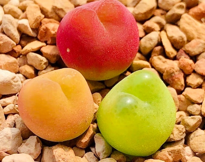 10 Seeds MIX colorful Conophytum maughanii sp Rare Succulent Seed Succulents Meaty Plants