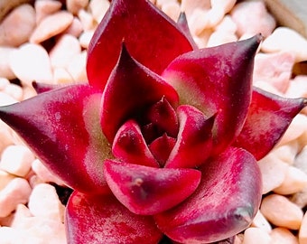 10 Seeds Echeveria Blood Romeo Rare Succulent Seed Pink Purple Mountain Rose Bonsai Plant Flower Succulents Meaty Plants