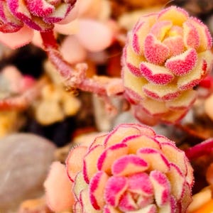 Puede incluir: Primer plano de suculentas vibrantes con pétalos en capas en tonos de amarillo, rosa y rojo. Las plantas tienen una textura difusa y están rodeadas de otras plantas pequeñas y guijarros. La imagen está bien iluminada y muestra la belleza natural de las suculentas.