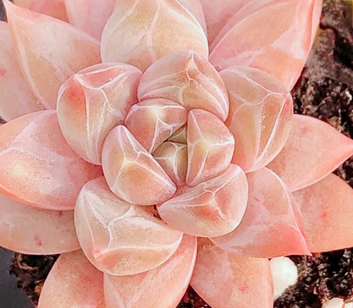 10 Seeds Echeveria starry Sky New Hybrid Seed Rare Succulent Etsy