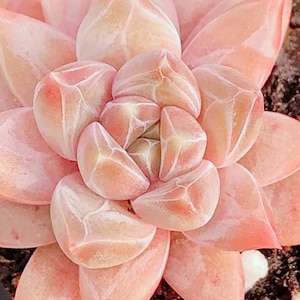 Può includere: Primo piano di una pianta succulenta con foglie carnose e sovrapposte. Le foglie sono di un colore rosa tenue con venature bianche, creando un motivo geometrico. La pianta è in un vaso scuro con terra.