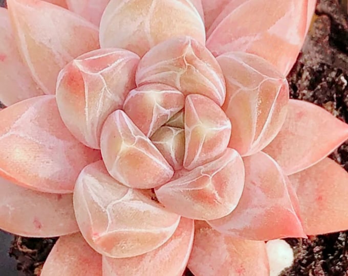 10 Seeds Echeveria ‘Starry sky’ New Hybrid Seed Rare Succulent Pink Flower Succulents Meaty Plants
