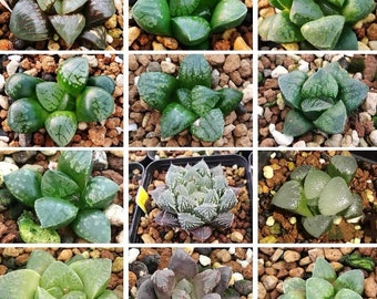 10 MIX Seeds Haworthia Emelyae / Picta sp MIX seed Very Rare Succulent Pink Plant Flower Succulents Meaty Plants